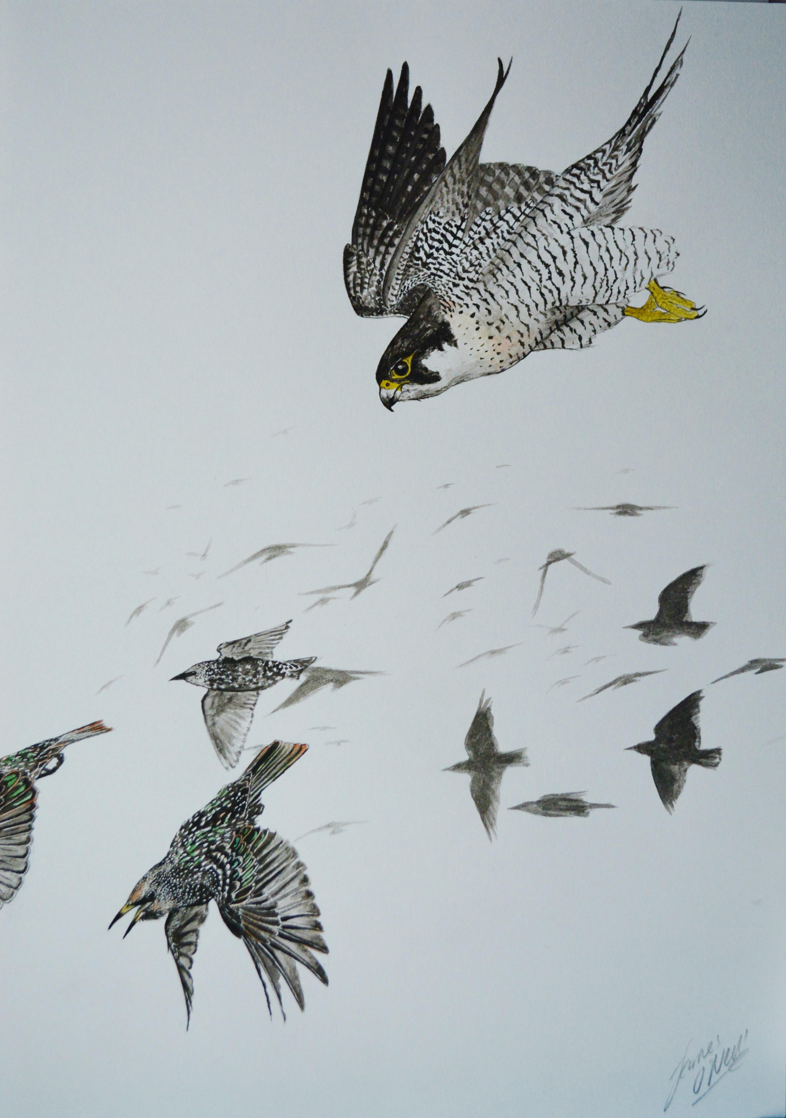 Peregrine Falcon Hunting Starlings, Watercolour, A4 : Art Art Cl Near By Me